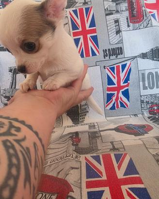 Chihuahua femmina bianco vero toy 70gg