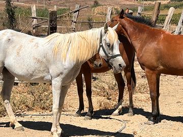 Cavalla e puledri