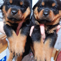 Cuccioli rotweiller