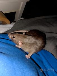 Ratto da compagnia