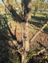 Legna frutteto