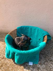 Cucciolo di Pinscher