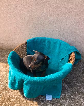 Cucciolo di Pinscher