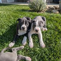 Amstaff cuccioli