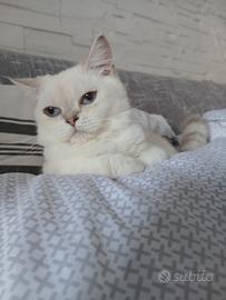 British shorthair