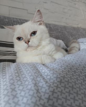 British shorthair