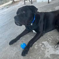 Cane corso