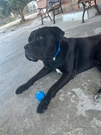 Cane corso