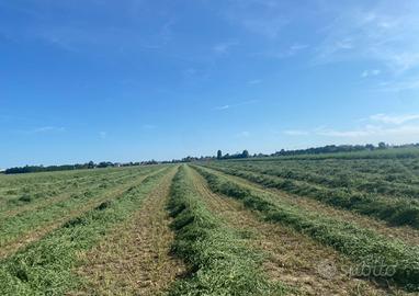 Erba medica terzo taglio