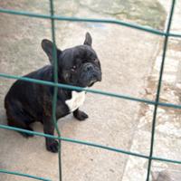 Bulldog francese