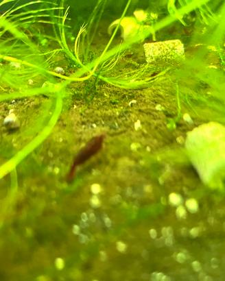 Neocaridine Blody Mary