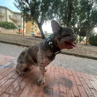 Monta bulldog francese merle lilla