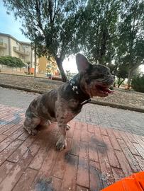 Monta bulldog francese merle lilla