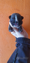 Bulldog Francese con pedigree ENCI