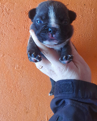 Bulldog Francese con pedigree ENCI