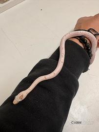 Serpente del Grano