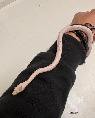 Serpente del Grano