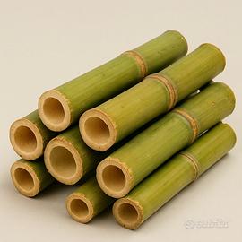 C E R C O canne di bambù anche da tagliare 