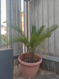 cycas