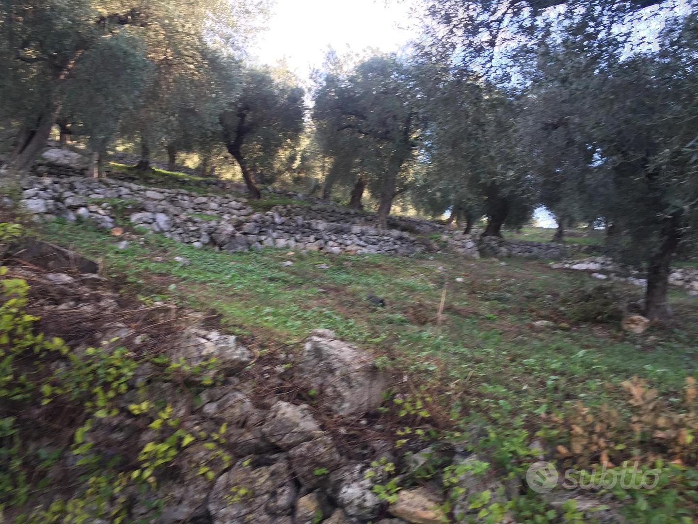 Terreno con uliveto - Vista 3