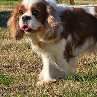 Cavalier King per monta