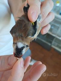 Cardellina favata toppa bianca
