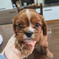 Cuccioli cavalier king pedigree enci