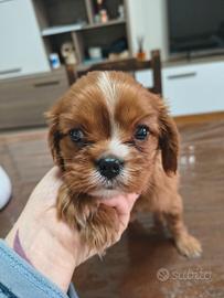 Cuccioli cavalier king pedigree enci