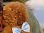 Immagine 3