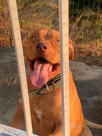 Amstaff red mouse