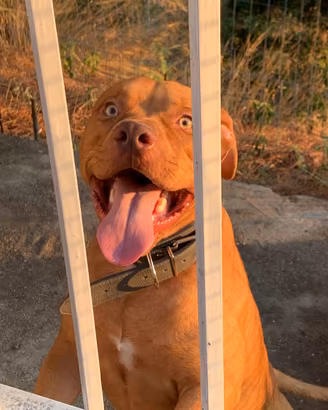 Amstaff red mouse