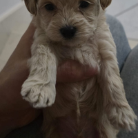 Maltipoo