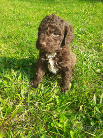 Lagotto Romagnolo