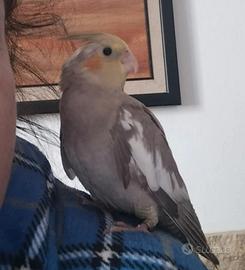 Calopsite allevata a mano Maschio ancestrale