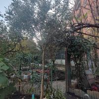 pianta di ulivo in vaso 