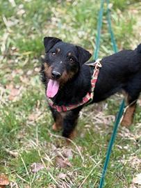 ELVIS, dolcissimo JAGDTERRIER cercaa casa