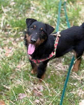 ELVIS, dolcissimo JAGDTERRIER cercaa casa