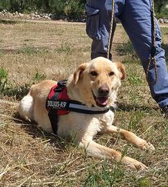 Ciabatta, simpatico e socievole vuole una chance