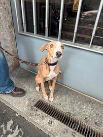 Whippet maschio per accoppiamento