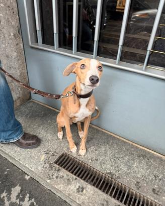 Whippet maschio per accoppiamento