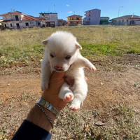 Cuccioli piccola taglia disponibili