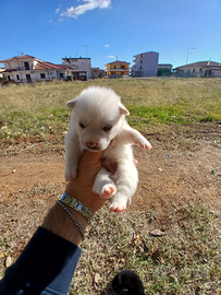 Cuccioli piccola taglia disponibili