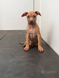 Cuccioli pitbull