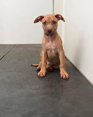Cuccioli pitbull
