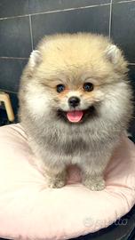 Pomerania Spitz nano