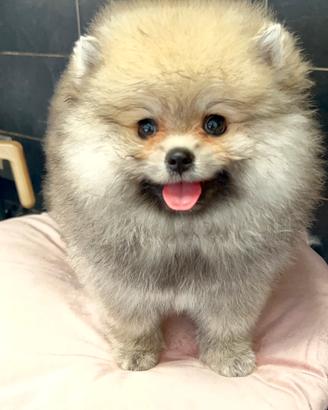 Pomerania Spitz nano