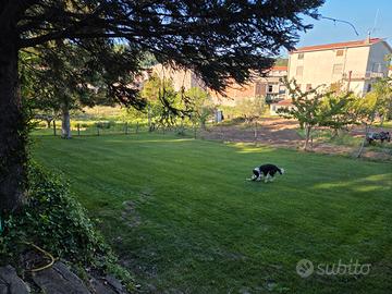 Border collie di due anni femmina
