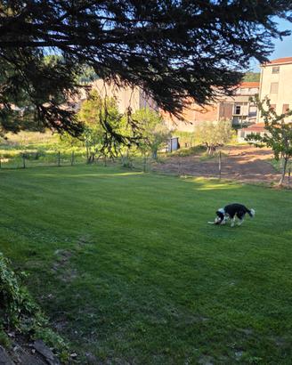 Border collie di due anni femmina