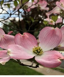Cornus Florida Rosa