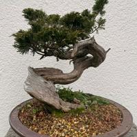 bonsai di ginepro Sabina 